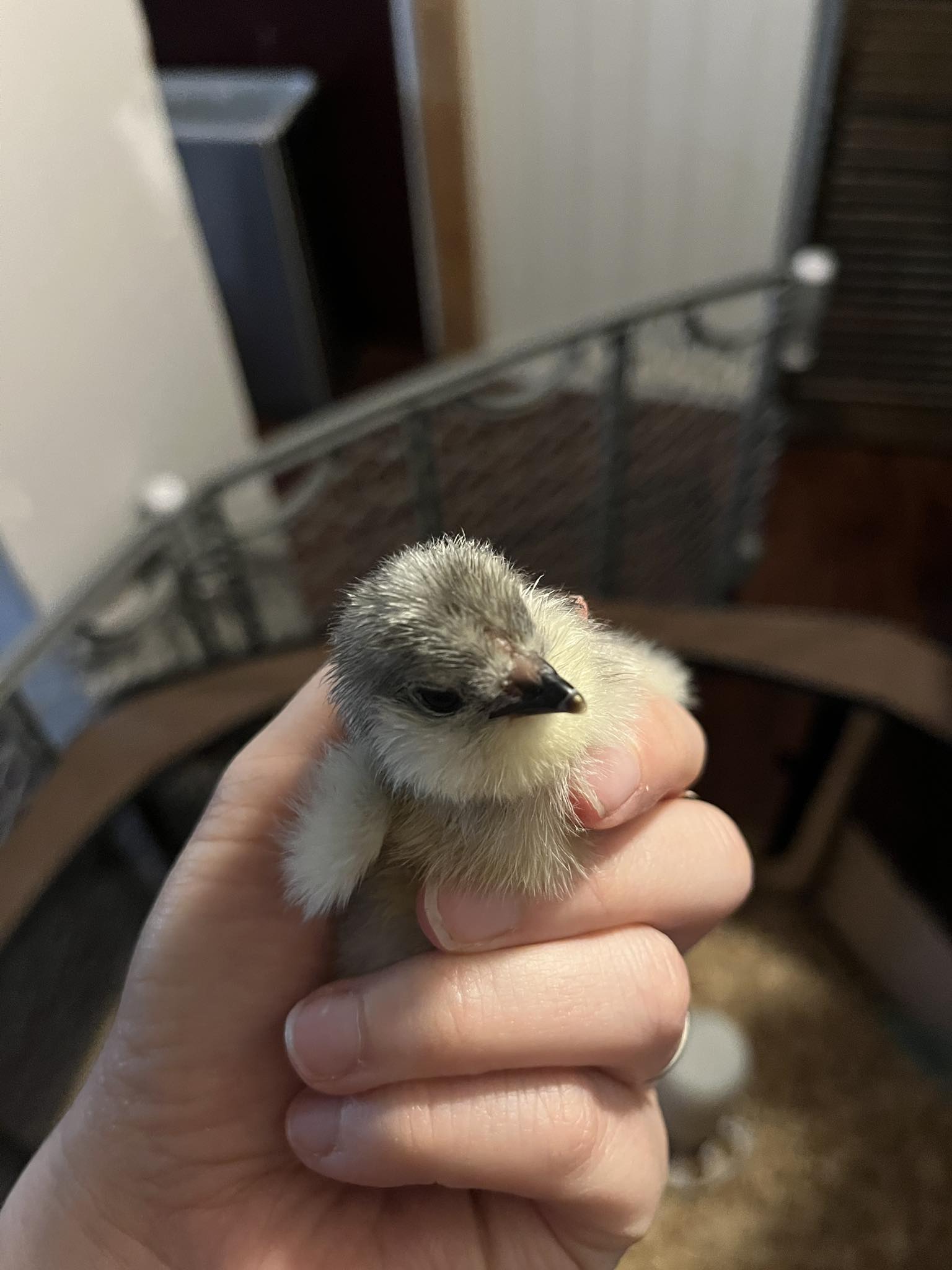 2025 Chicken Hatch Statistics (Updated 05/30)